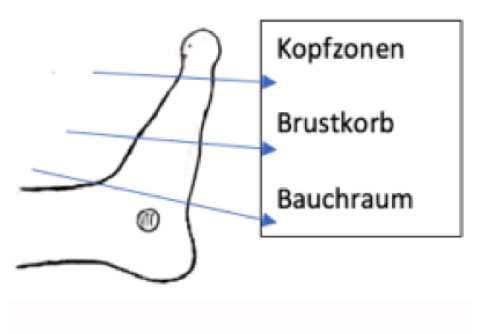 Querzonen am Fuß